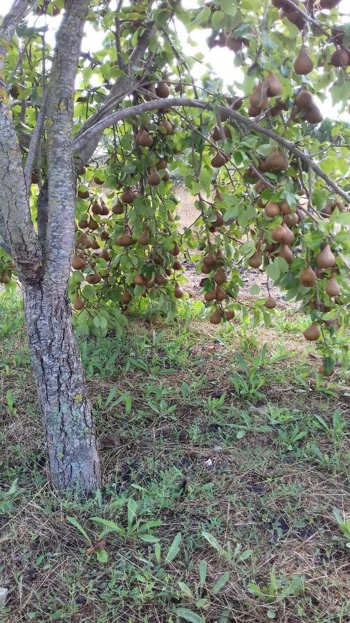 B&B Is Camminantis Nurallào Екстериор снимка